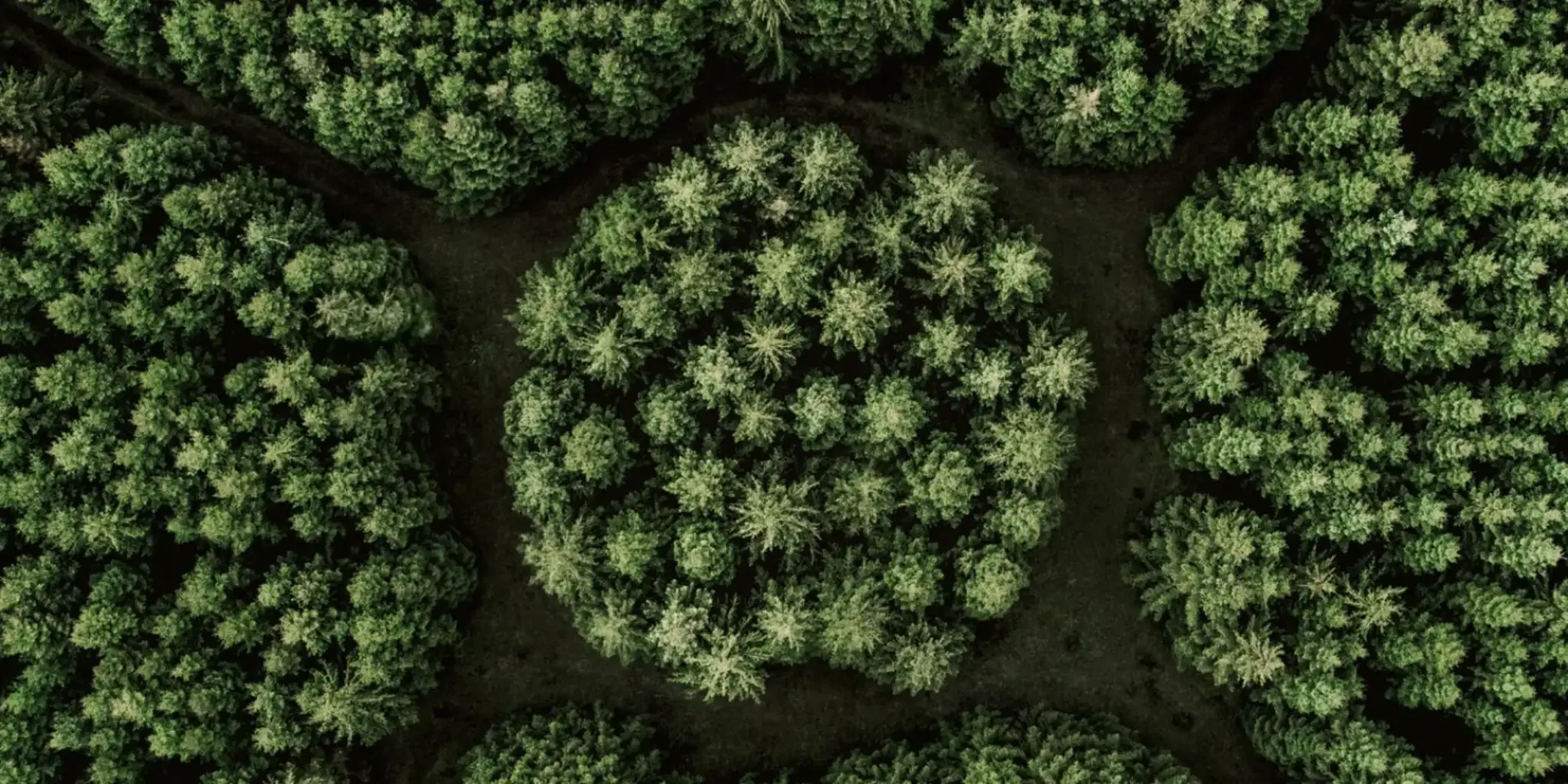 Aerial view of a dense green forest with a circular clearing at the center.