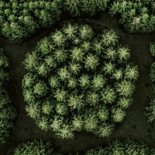 Aerial view of a dense green forest with a circular clearing at the center.