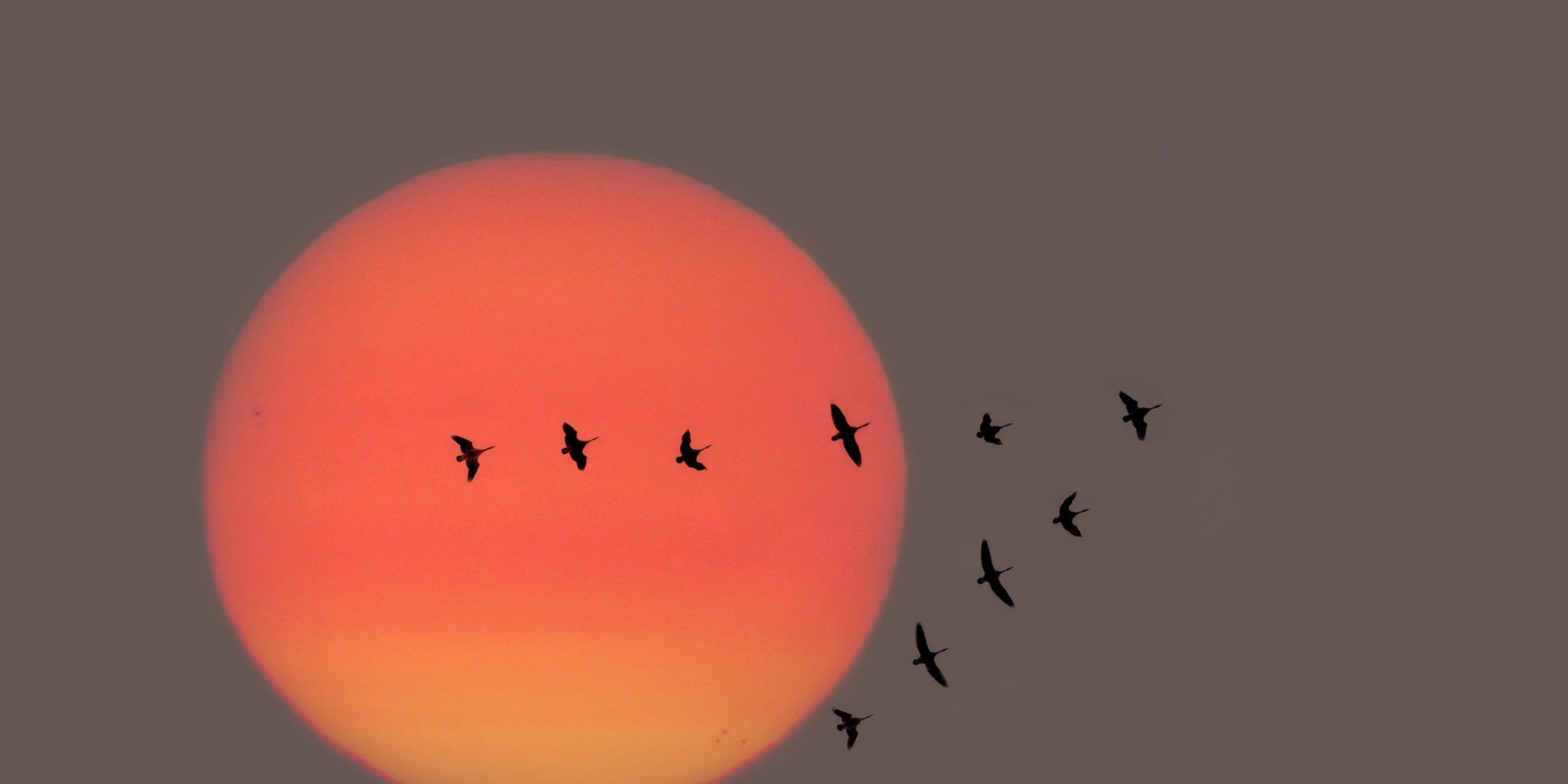 a V shape formation of birds flying in front of a setting sun