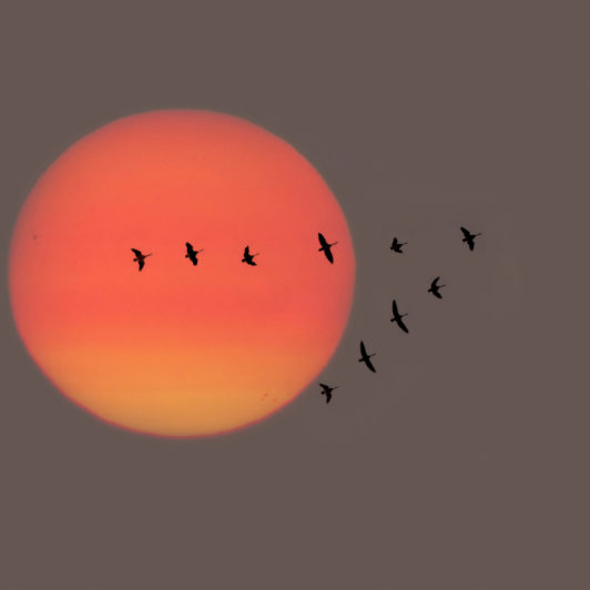 a V shape formation of birds flying in front of a setting sun