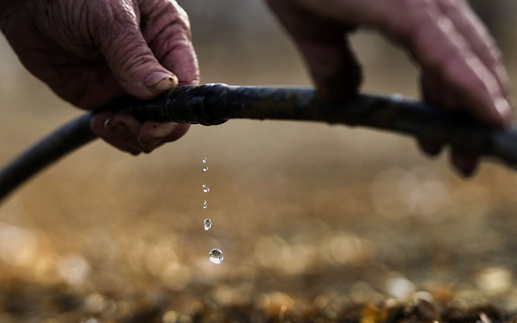 Farmer checks a drip irrigation line.