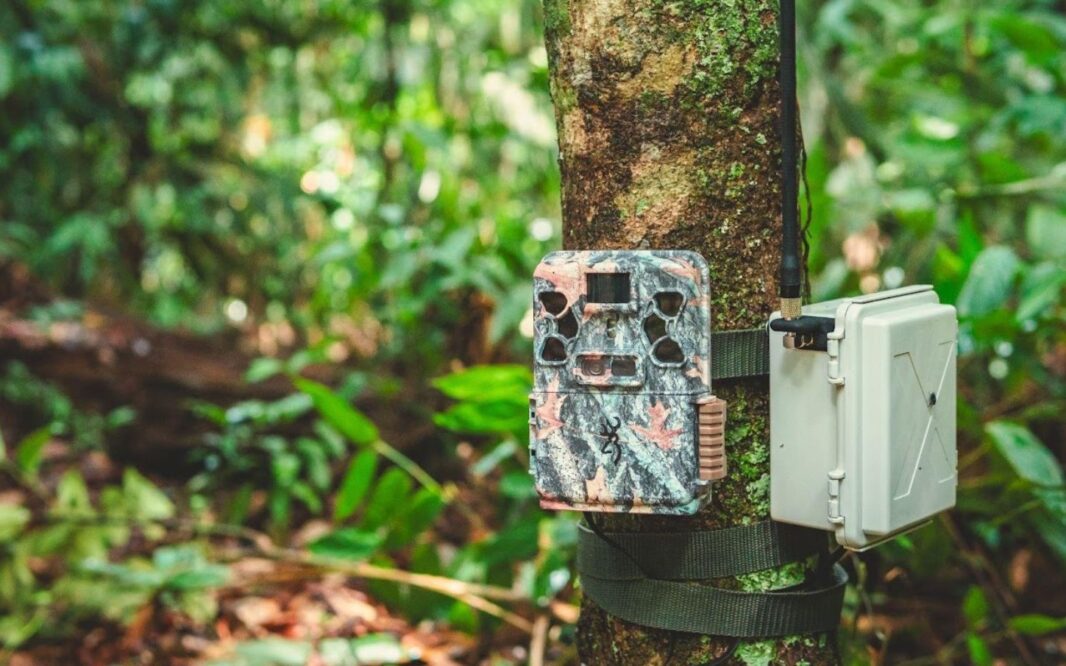 A photo of a forest with a tree trunk in the foreground, on which two pieces of rectangular hardware are strapped- trail camera and Conservation X Lab's Sentinel.