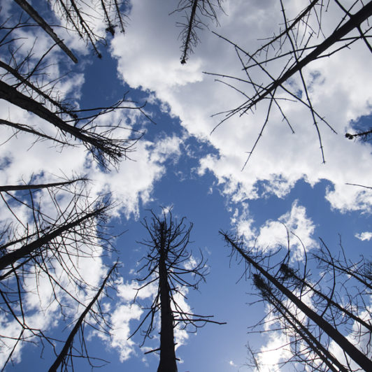 Picture from the ground up to the sky with trees