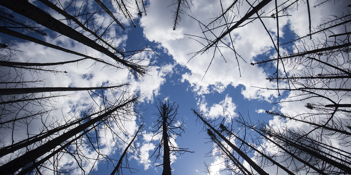 Picture from the ground up to the sky with trees