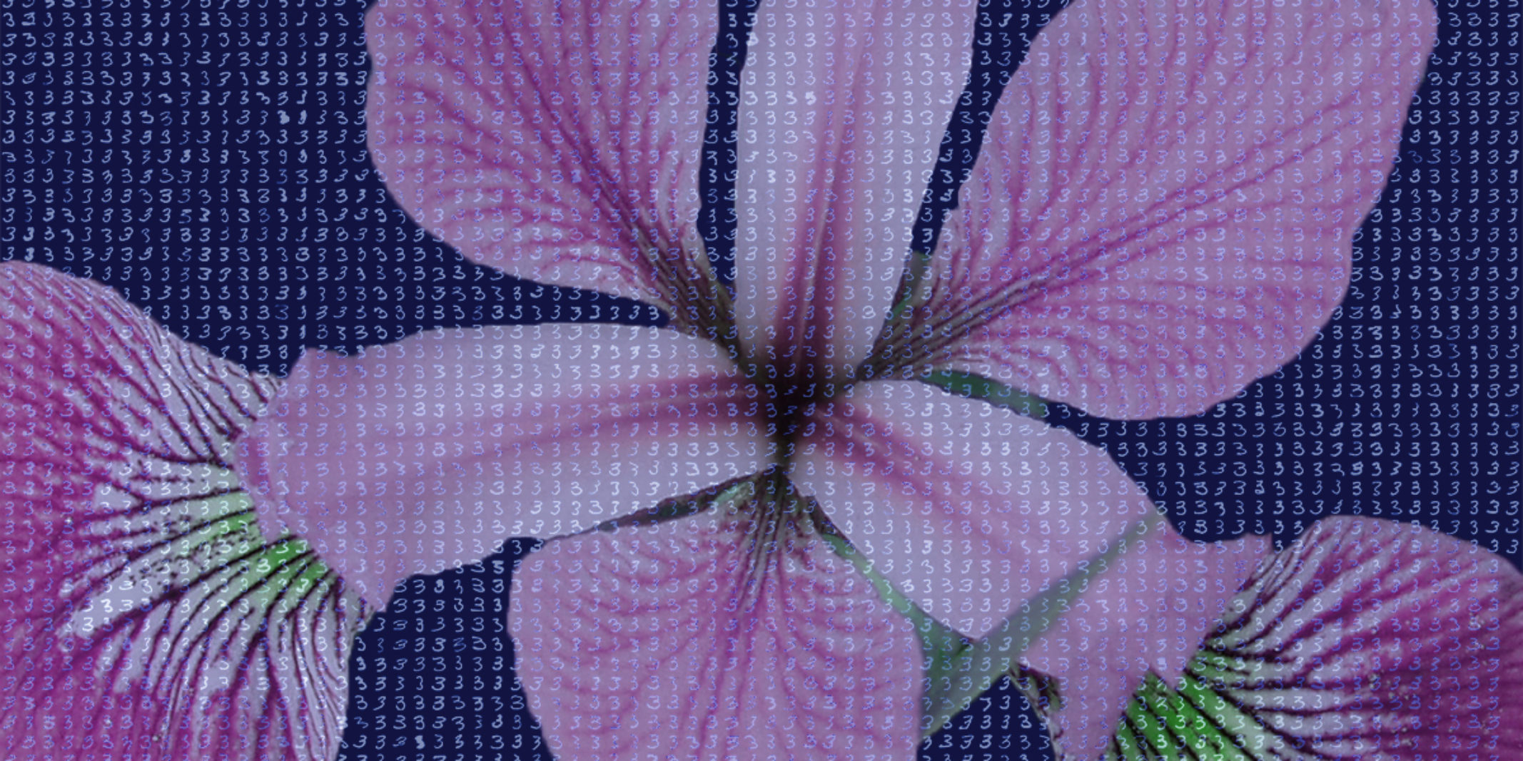 purple flower with 3s written all over